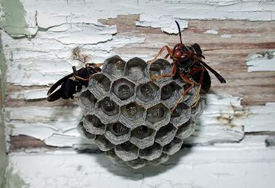 wasp 1.jpg