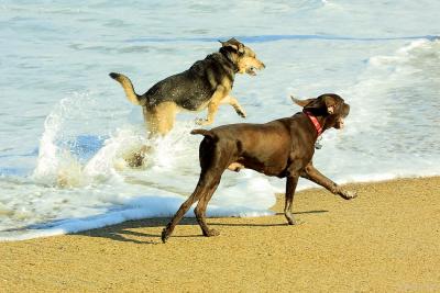 OBX 2004