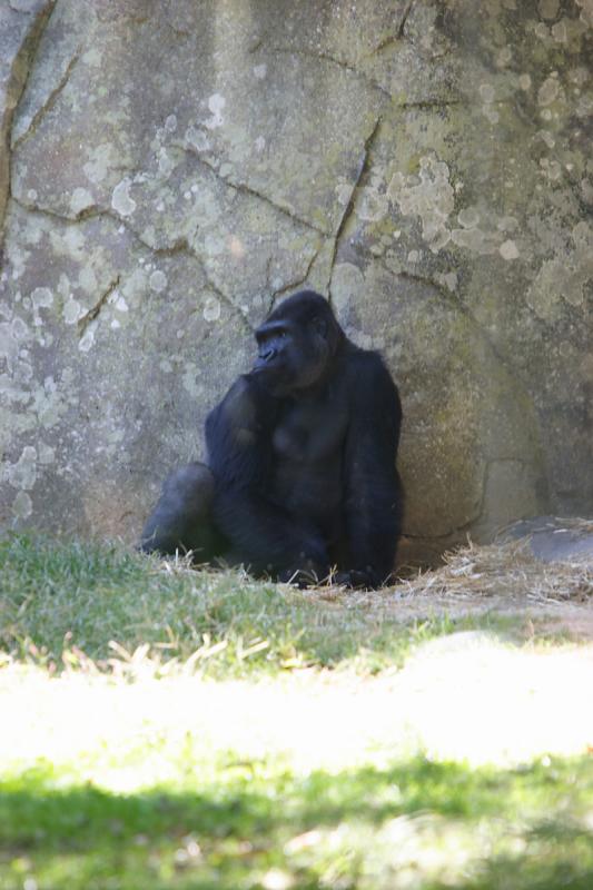 Gorillas-0003.jpg