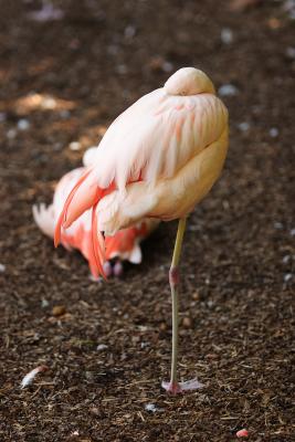 Flamingos-0002.jpg