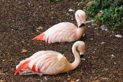 Flamingos-0003.jpg