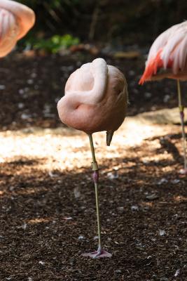 Flamingos-0005.jpg