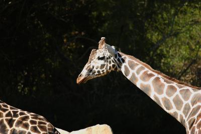Giraffes-0006.jpg