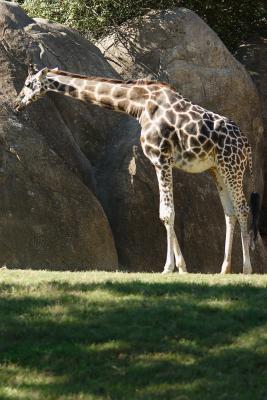 Giraffes-0007.jpg
