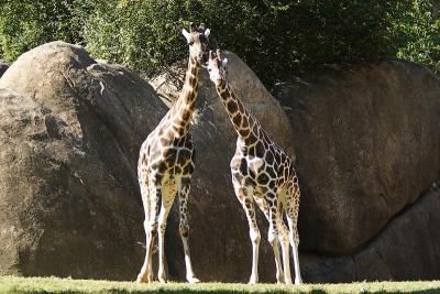 Giraffes-0008.jpg