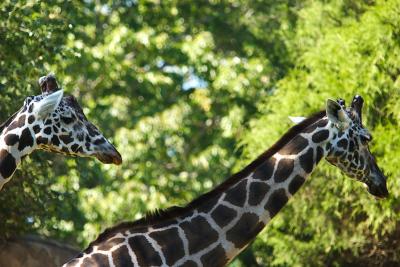 Giraffes-0009.jpg