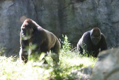 Gorillas-0005.jpg