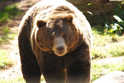 Grizzly-0004.jpg