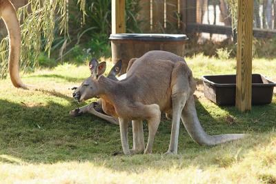 Kangaroos-0006.jpg