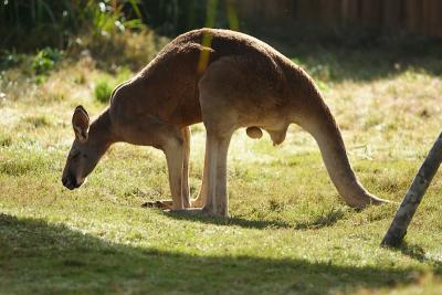Kangaroos-0008.jpg