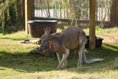 Kangaroos