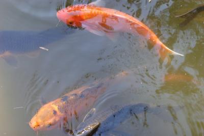 Koi-0005.jpg