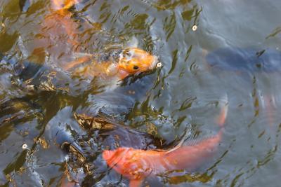 Fish