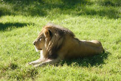 Lion-0003.jpg