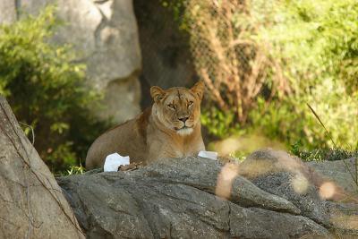 Lioness&Cubs-0002-after.jpg