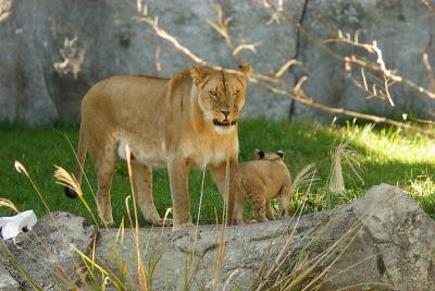 Lioness&Cubs-0007-after.jpg