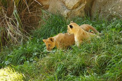 Lioness&Cubs-0011-after.jpg