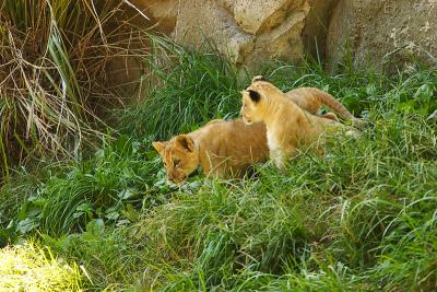 Lioness&Cubs-0011.jpg