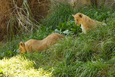 Lioness&Cubs-0012-after.jpg