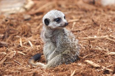 Meercats-0005-after.jpg