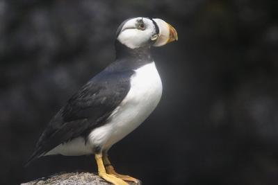 Puffins-0003-after.jpg