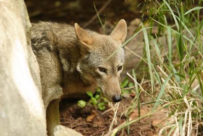 RedWolves-0005-after.jpg