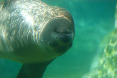 Seals and Sea Lions