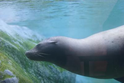 Seals and Sea Lions