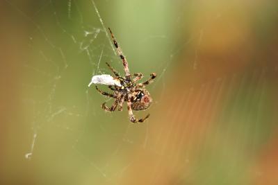 Spiders at the Zoo