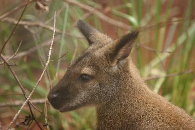 Kangaroos