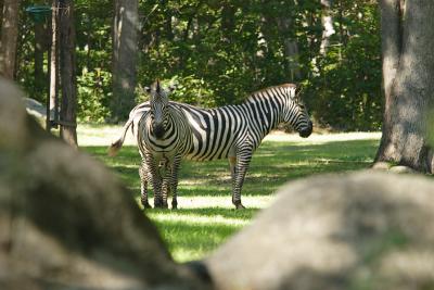 African Plains