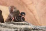 BaboonBaby-0004.jpg