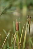 CatTail0001.jpg