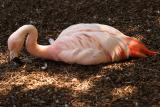 Flamingos-0001.jpg