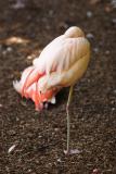 Flamingos-0002.jpg