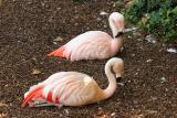 Flamingos-0004.jpg