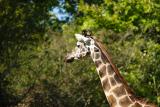 Giraffes-0001.jpg