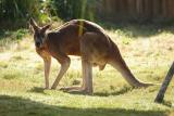 Kangaroos-0010.jpg