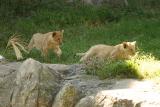Lioness&Cubs-0009-after.jpg
