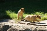 Lioness&Cubs-0018.jpg