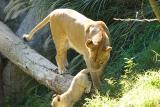 Lioness&Cubs-0021-after.jpg