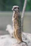 Meercats-0001-after.jpg