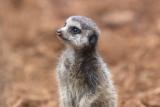 Meercats-0003-after.jpg