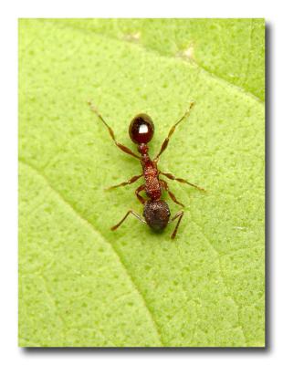 Ant