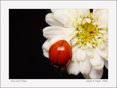 Red and White