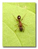Ant