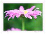 Pink Tips
