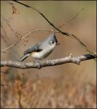 11917253-L b.jpg