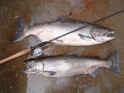2 Chinook(King) Salmon
Oct 26 2004
Caught Drifting Beads
24lbs Buck
16lbs hen