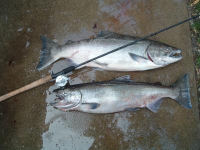 2 Chinook(King) Salmon
Oct 26 2004
Caught Drifting Beads
24lbs Buck
16lbs hen